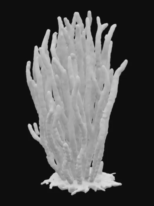 3D model for #ocean#A solitary bundle of giant kelp rises from a rocky seabed, its tangled holdfast clinging like gnarled roots to the stones below. Three thick stipes—smooth, rope-like pillars—curve upward, each branching into clusters of broad, undulating blades edged with gentle serrations. Along the fronds, tiny gas bladders glint like translucent pearls, keeping the kelp afloat. Sunlight filters through the water, illuminating the blades in a gradient of emerald to gold as they sway together in a slow, graceful dance.

