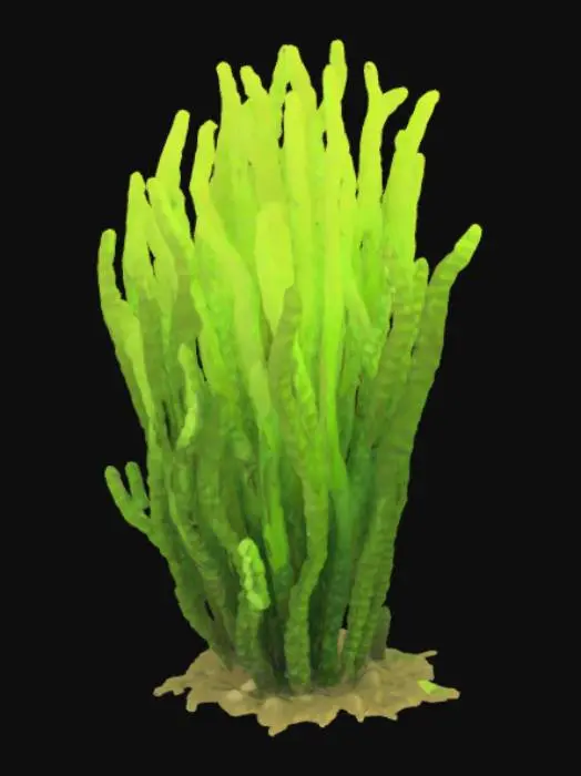 3D model for #ocean#A solitary bundle of giant kelp rises from a rocky seabed, its tangled holdfast clinging like gnarled roots to the stones below. Three thick stipes—smooth, rope-like pillars—curve upward, each branching into clusters of broad, undulating blades edged with gentle serrations. Along the fronds, tiny gas bladders glint like translucent pearls, keeping the kelp afloat. Sunlight filters through the water, illuminating the blades in a gradient of emerald to gold as they sway together in a slow, graceful dance.

