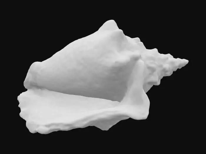 3D model for Seashell Symphony