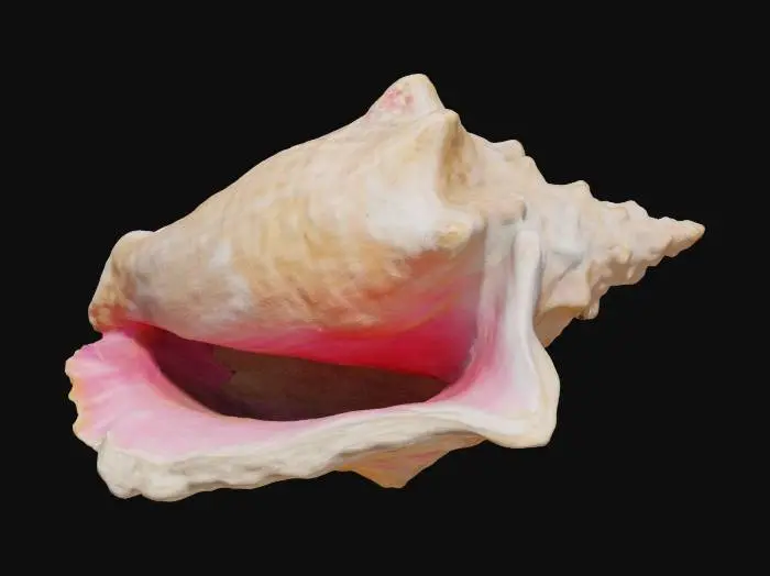 3D model for Seashell Symphony
