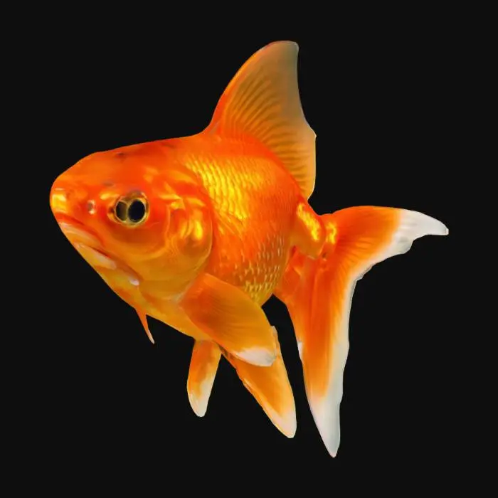 3D model for Goldfish Swimming