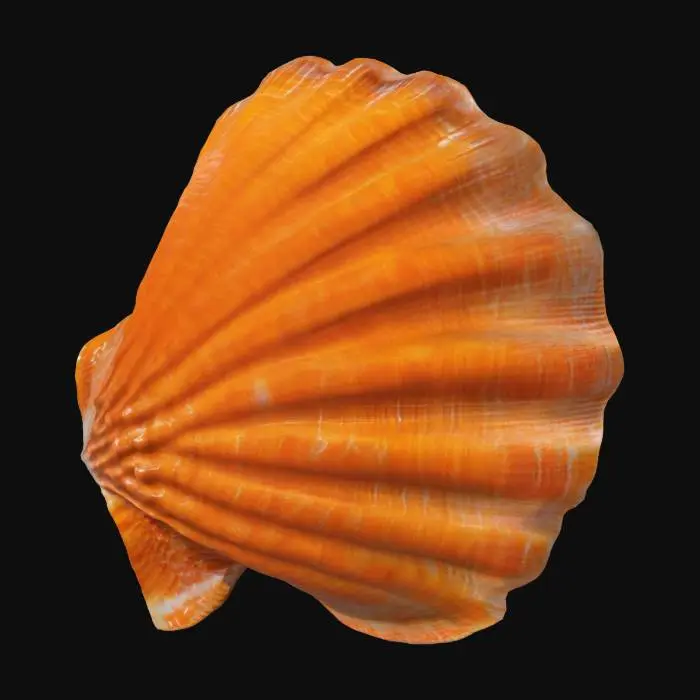 3D model for Radiant Seashell