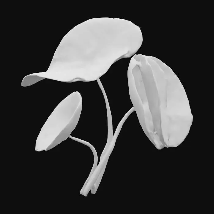 3D model for Centella Asiatica plant