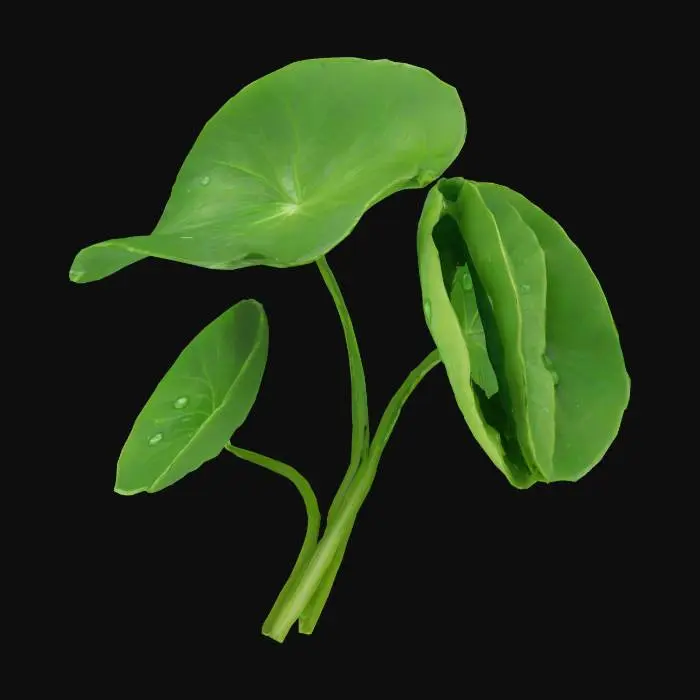 3D model for Centella Asiatica plant