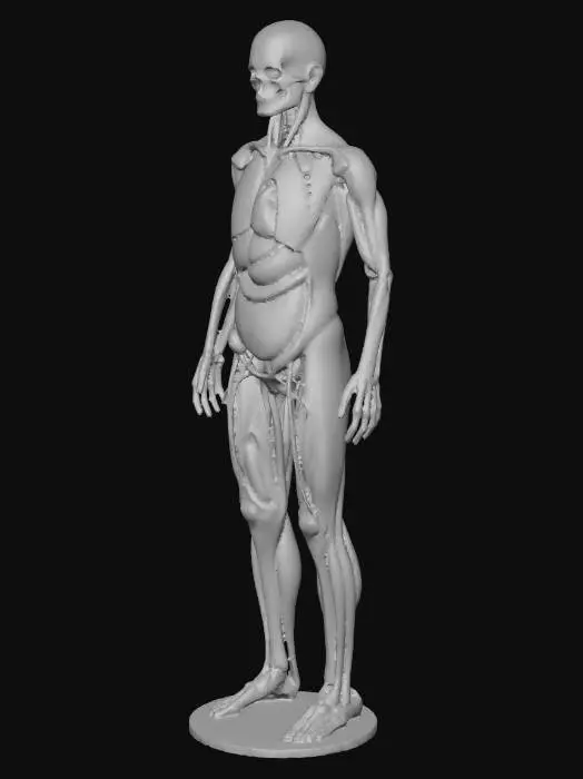 3D model for Human Anatomy Model