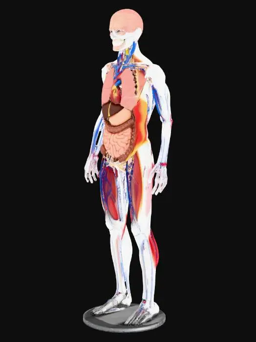3D model for Human Anatomy Model