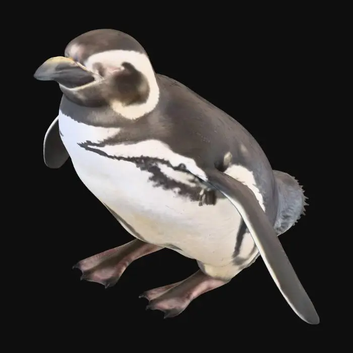 3D model for Penguin on Rocks