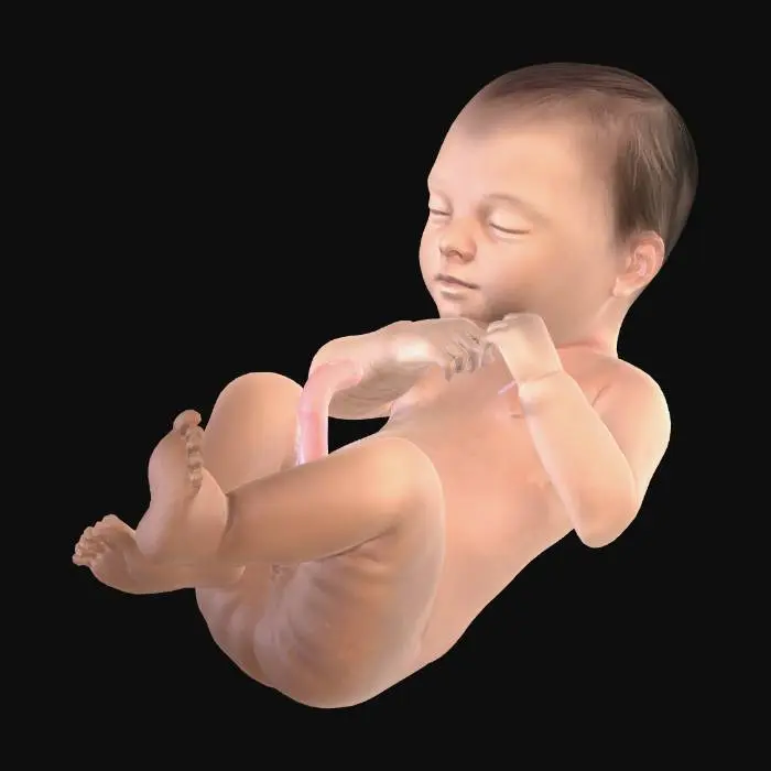 3D model for Week41