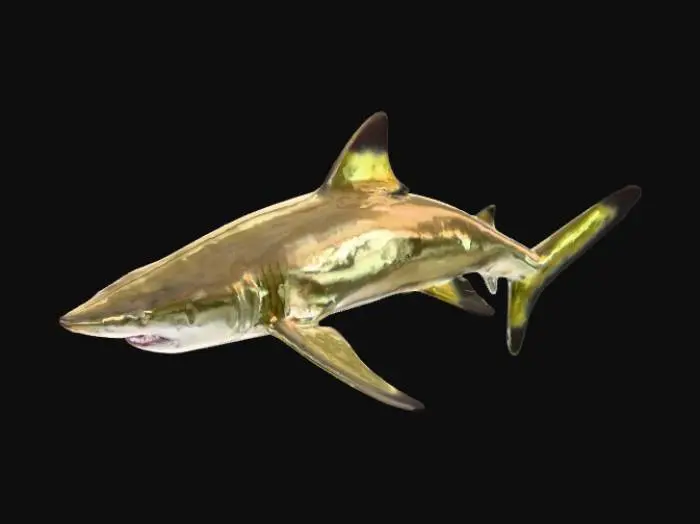 3D model for Lemon Shark