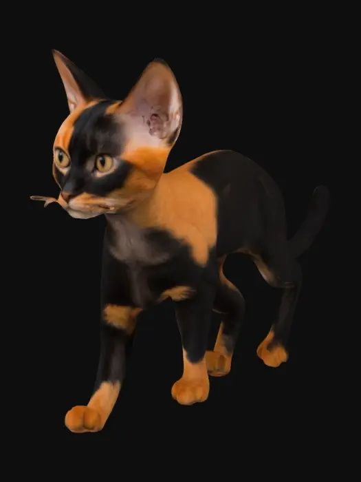 3D model for An elegant black and orange chimera cat with a split face.
