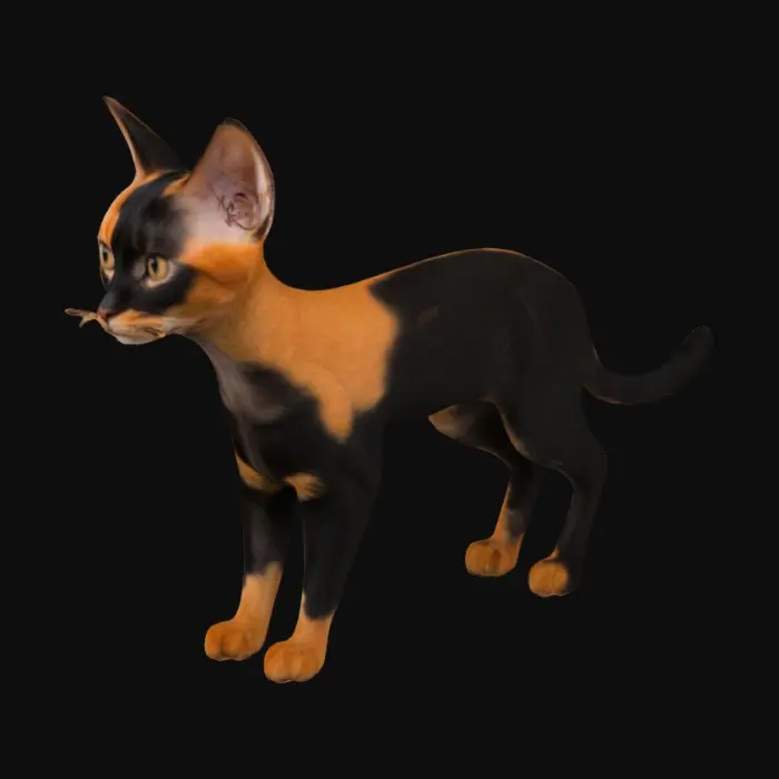 3D model for An elegant black and orange chimera cat with a split face.