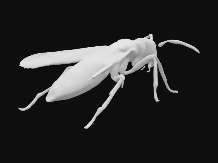 3D model for Wasp in Detail