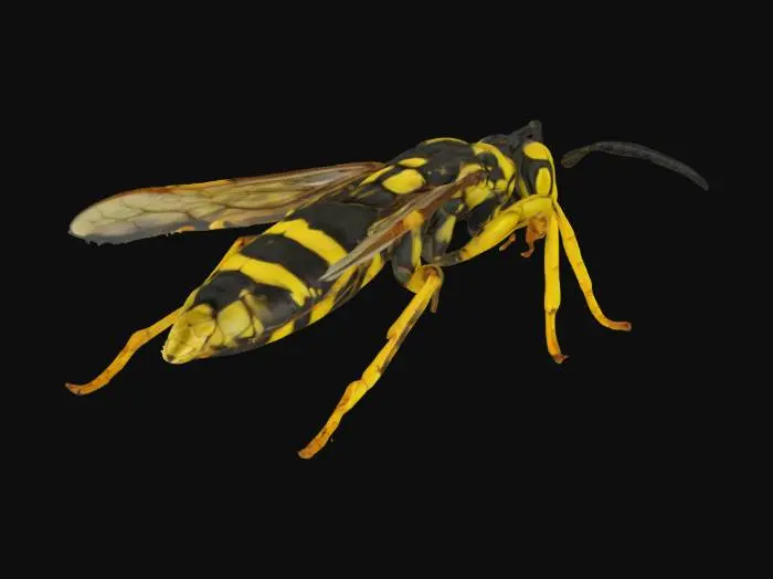 3D model for Wasp in Detail