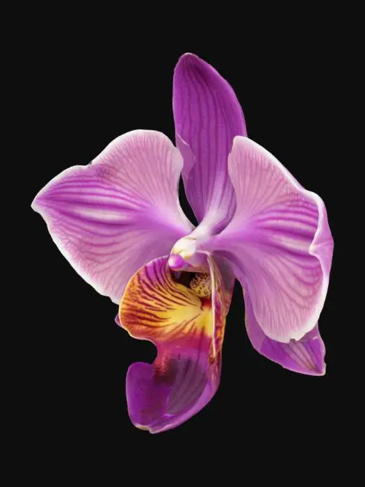 3D model for Ethereal Orchid