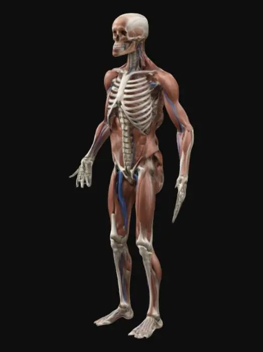 3D model for Anatomical Study