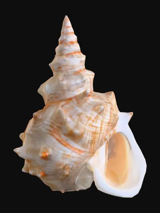 3D model for Spiral Elegance