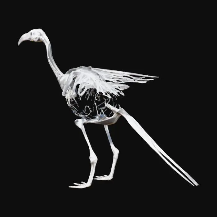 3D model for This image is an X-ray view of a bird, showing its skeletal structure overlaid on its body. The bird's skull, beak, spine, ribcage, wings, and legs are clearly visible, with the bones highlighted in white against a black background. The translucent effect allows the feathers and soft tissues to be faintly seen, providing a detailed look at its anatomy.