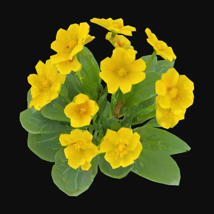 3D model for Marsh Marigold shows a natural clump of upright, hollow green stems emerging from moist, dark soil. Each stem supports large, glossy, heart-shaped leaves with softly serrated edges and a rich green tone. The flowers are rendered in vivid yellow, with 5 to 9 wide, petal-like sepals and a textured central cluster of stamens and pistils. The blossoms measure around 4 cm in diameter and appear slightly waxy and reflective. The base of the model includes small water puddles and patches of moss, enhancing the realistic wetland setting. The overall appearance is vibrant, lush, and organically arranged, capturing the plant’s wild, early-spring charm.