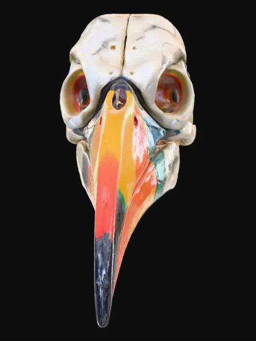 3D model for Skeleton tucan head