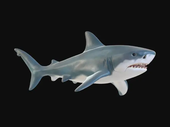 3D model for Bull Shark Adventure