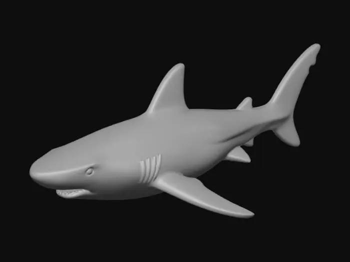 3D model for Shark Model