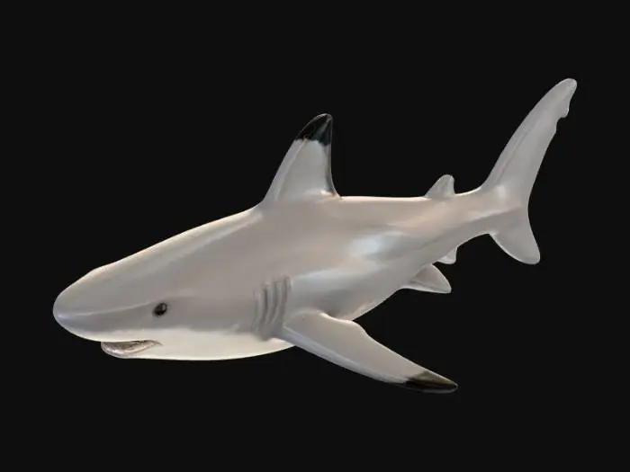 3D model for Shark Model
