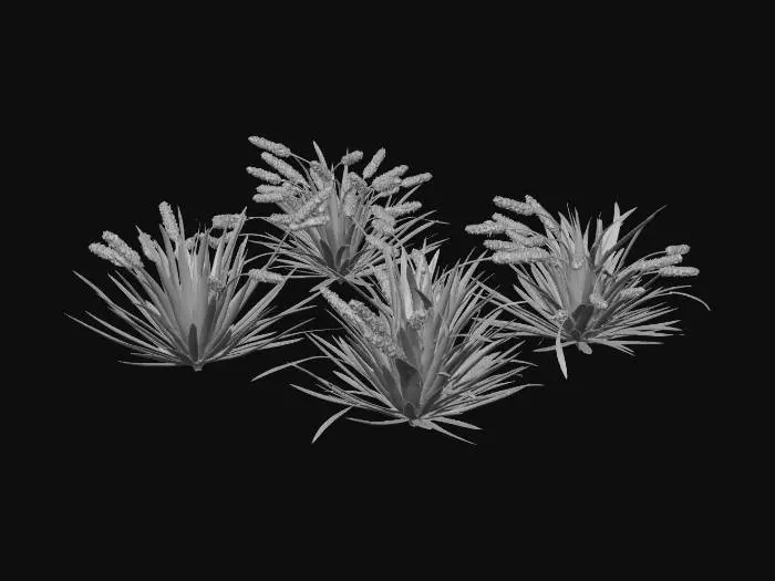 3D model for Red Hot Poker Clusters