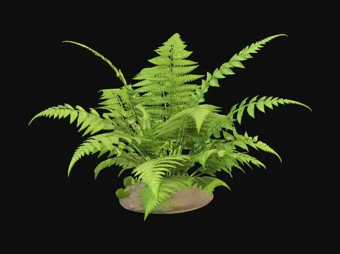 3D model for Woodland Fern