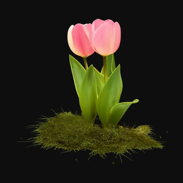 3D model for Two Tulips on a Pebble Path