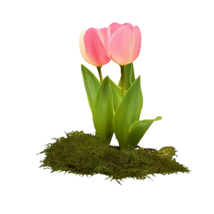 Two Tulips on a Pebble Path - Present 的 AI 生成 3D 模型