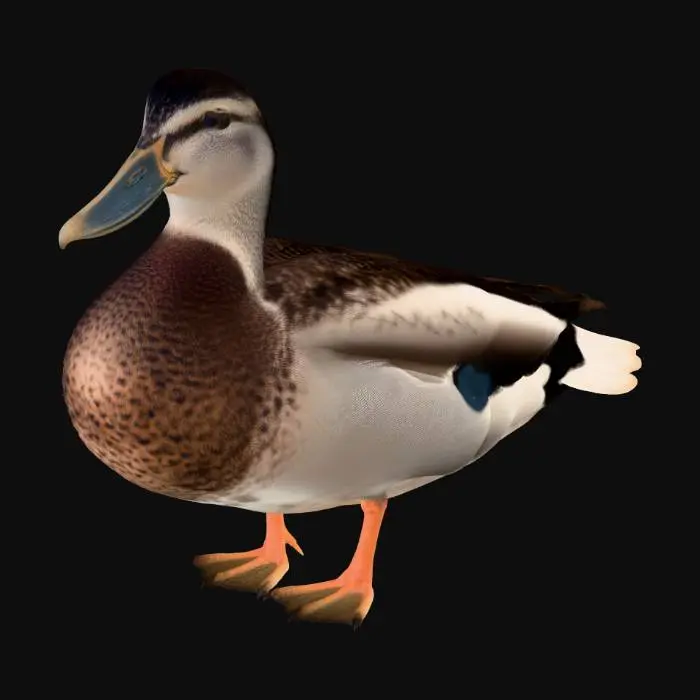 3D model for Canard Julien
