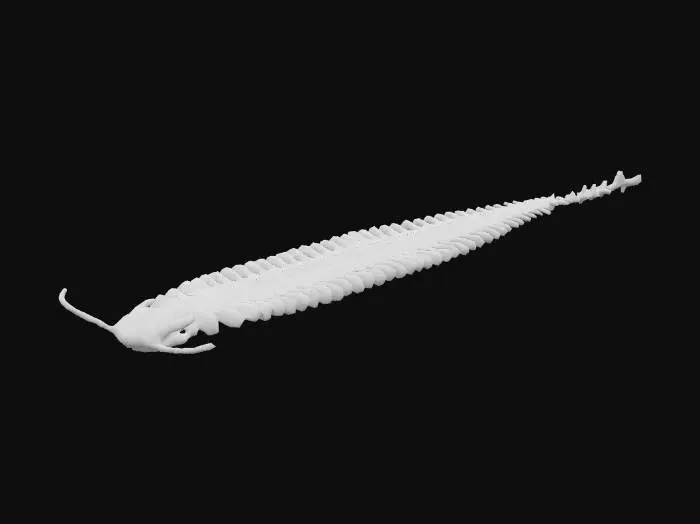 3D model for Fossil Glow