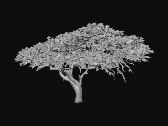 3D model for Solitary Acacia