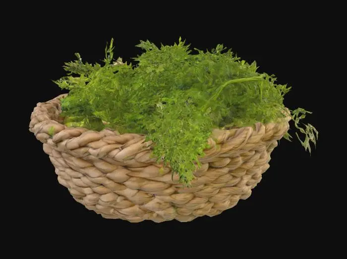 3D model for Basket of Fresh Dill