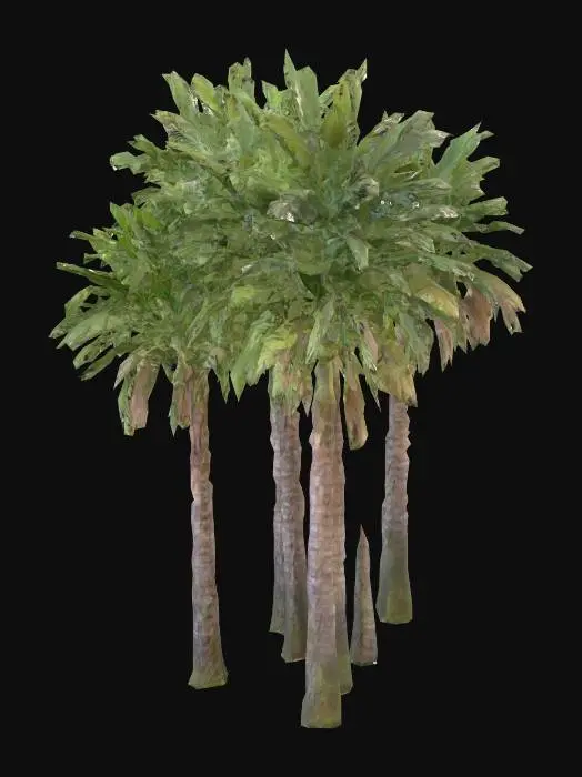 3D model for Tropical Quartet