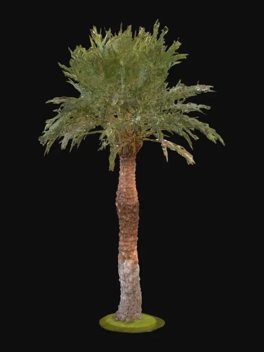 3D model for Solitary Palm