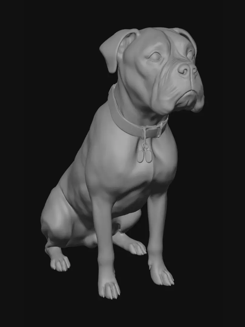 boxer