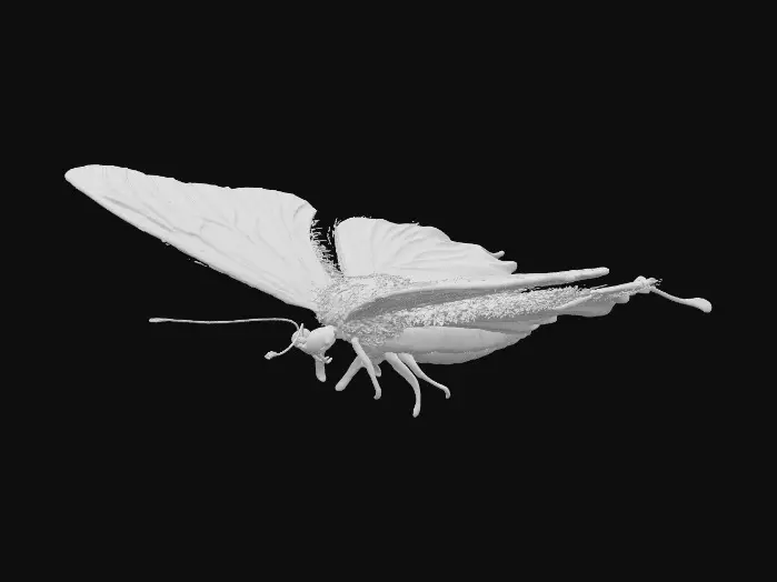 3D model for Beautiful butterfly that can be framed