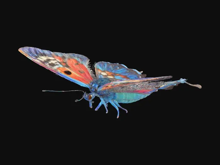 3D model for Beautiful butterfly that can be framed