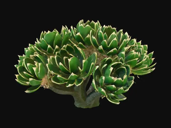 3D model for Desert Resilience