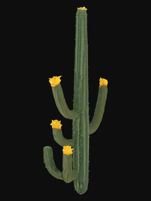 3D model for desert cactus
