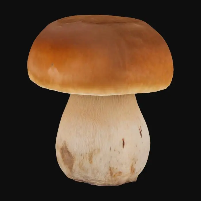 3D model for  Boletus mushroom