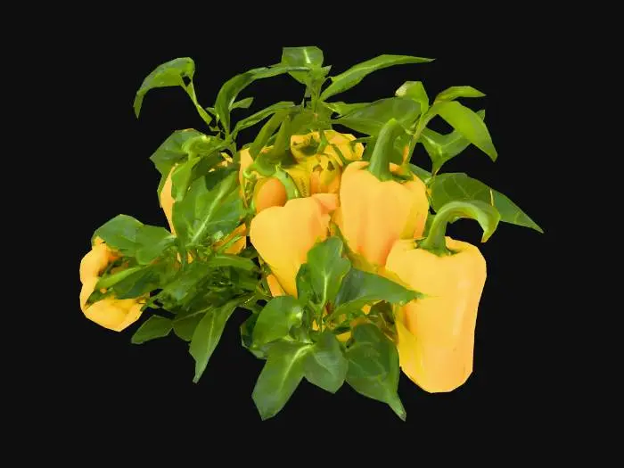 3D model for Golden Harvest