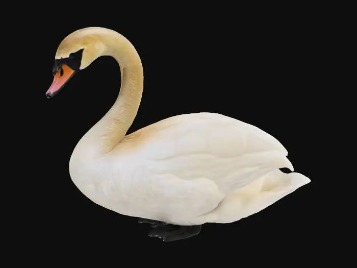 3D model for white swan