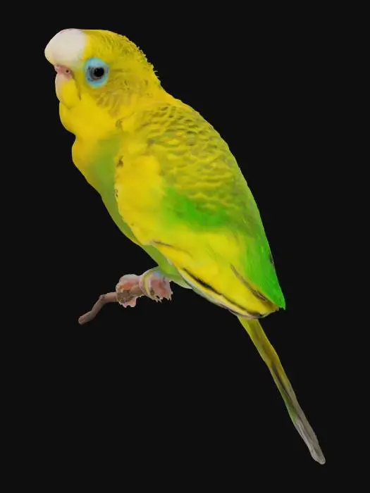 3D model for ein gelber-grüner Wellensittich 