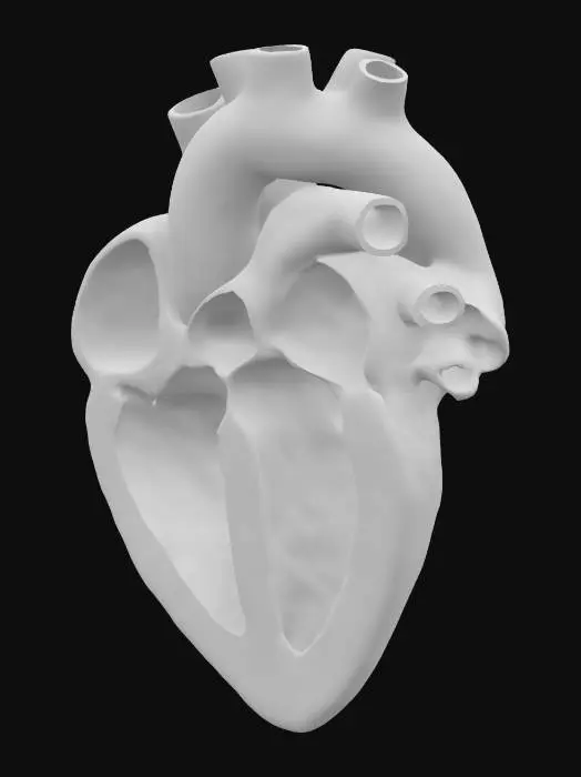 3D model for Anatomical Heart Illustration