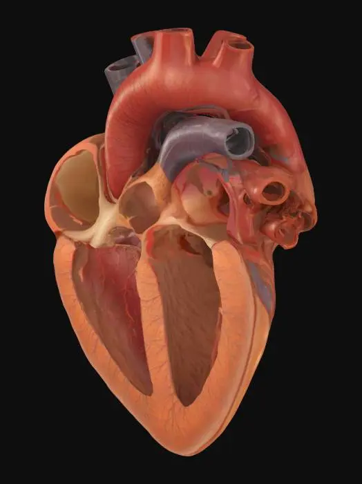 3D model for Anatomical Heart Illustration