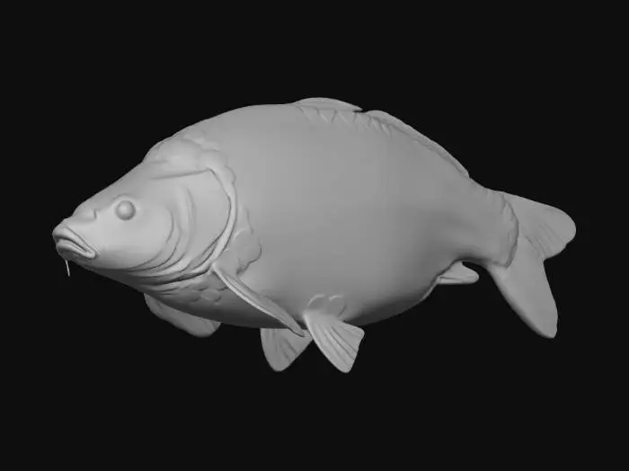 3D model for Mirror Carp