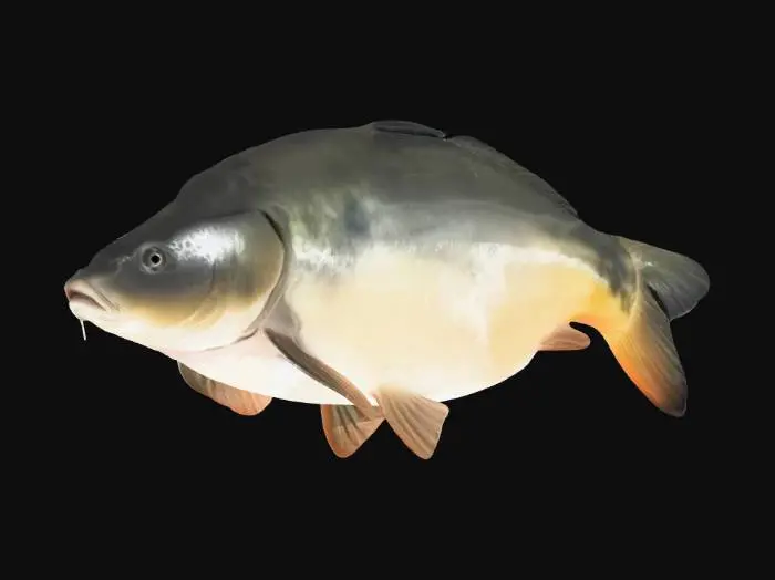 3D model for Mirror Carp
