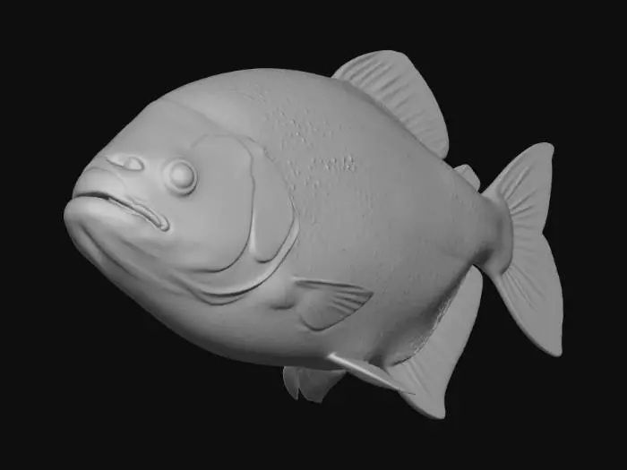 3D model for Black Diamond Piranha (Serrasalmus Venturus)